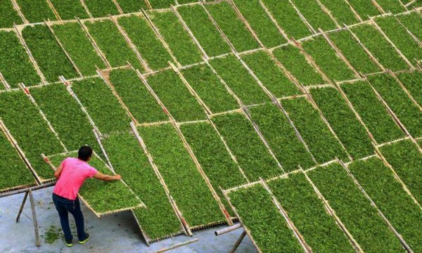 Sở hữu diện tích trồng lớn gấp 14 lần, Trung Quốc vẫn ồ ạt gom "kho vàng xanh" của Việt Nam, xuất khẩu tăng mạnh hơn 200% - Ảnh 1.