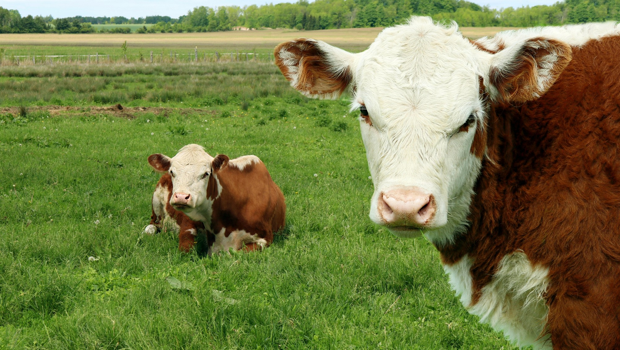 Bò Hereford, một trong các giống bò được nuôi tại Đan Mạch. Ảnh: Freepik