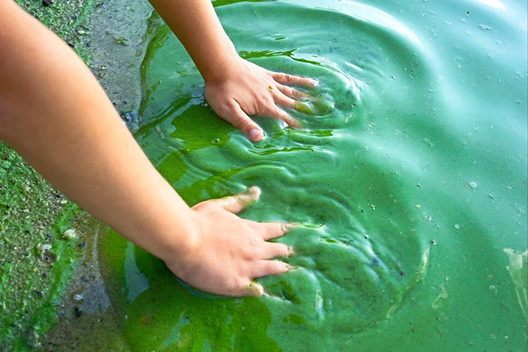Các loại tảo là sinh vật sản xuất chính của hệ sinh thái đại dương. Ảnh: SCMP