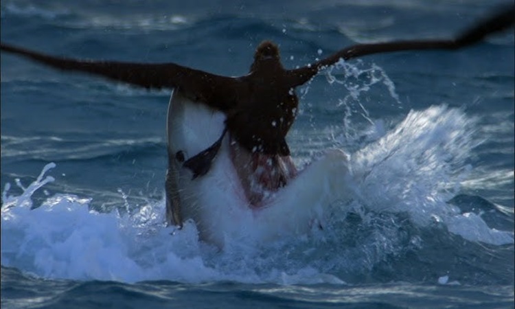 Cá mập hổ rình rập nuốt chửng hải âu chân đen