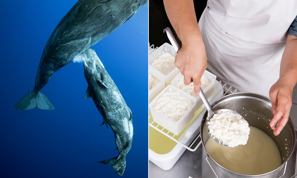 Con non của loài cá nhà táng (thuộc bộ Cá Voi) uống sữa mẹ (trái) và một công đoạn trong quá trình làm phô mai từ sữa (phải). Ảnh: Maurizio Milanesio/Mike Korostelev