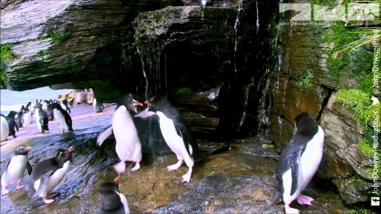 Chim cánh cụt con suýt bị bắt cóc khi bố đi vắng