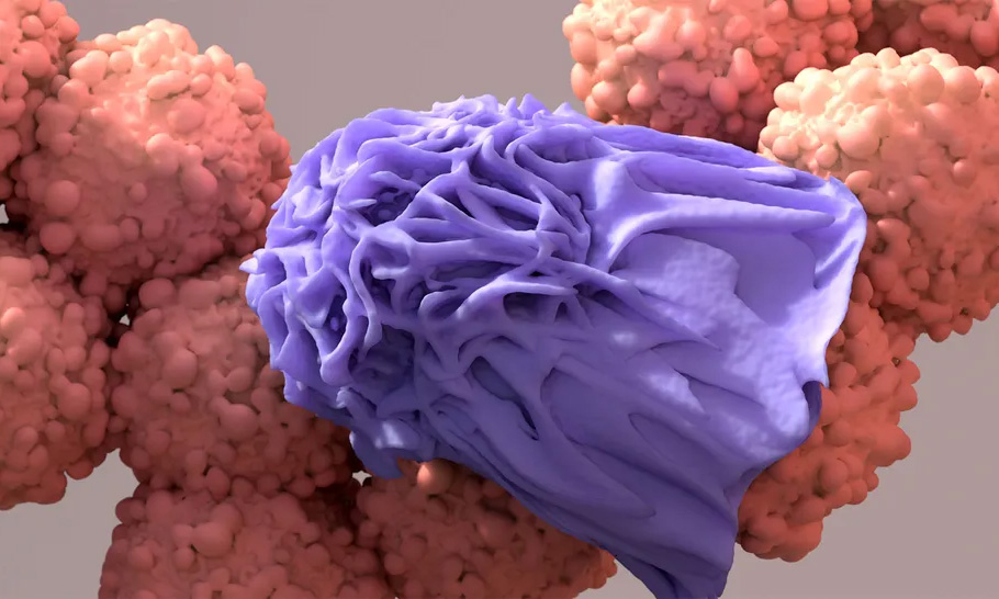 Thực bào, một loại tế bào miễn dịch, nuốt và tái chế các tế bào ung thư chết. Ảnh: Design Cells