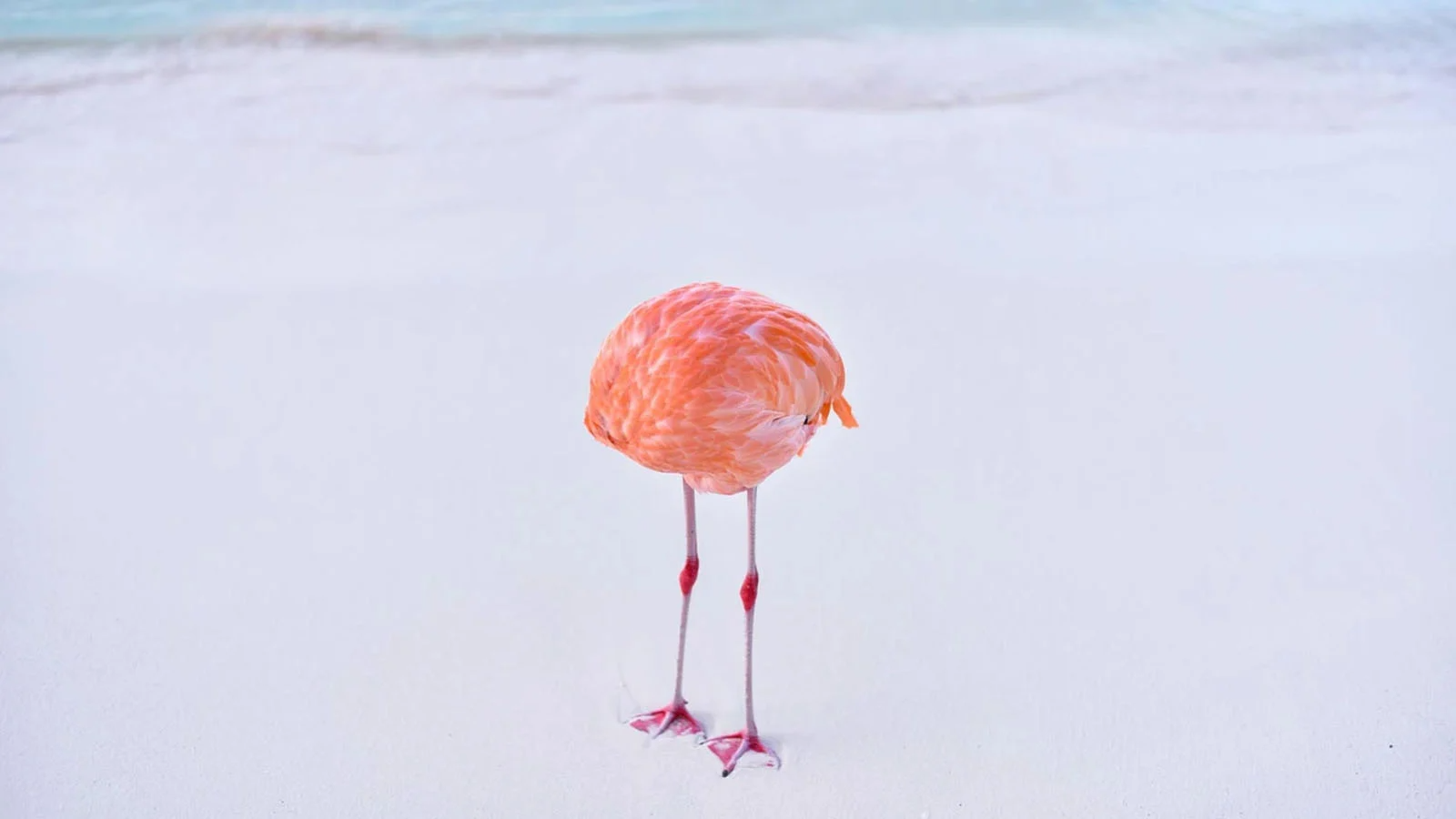 Bức ảnh Flamingone của Miles Astray.