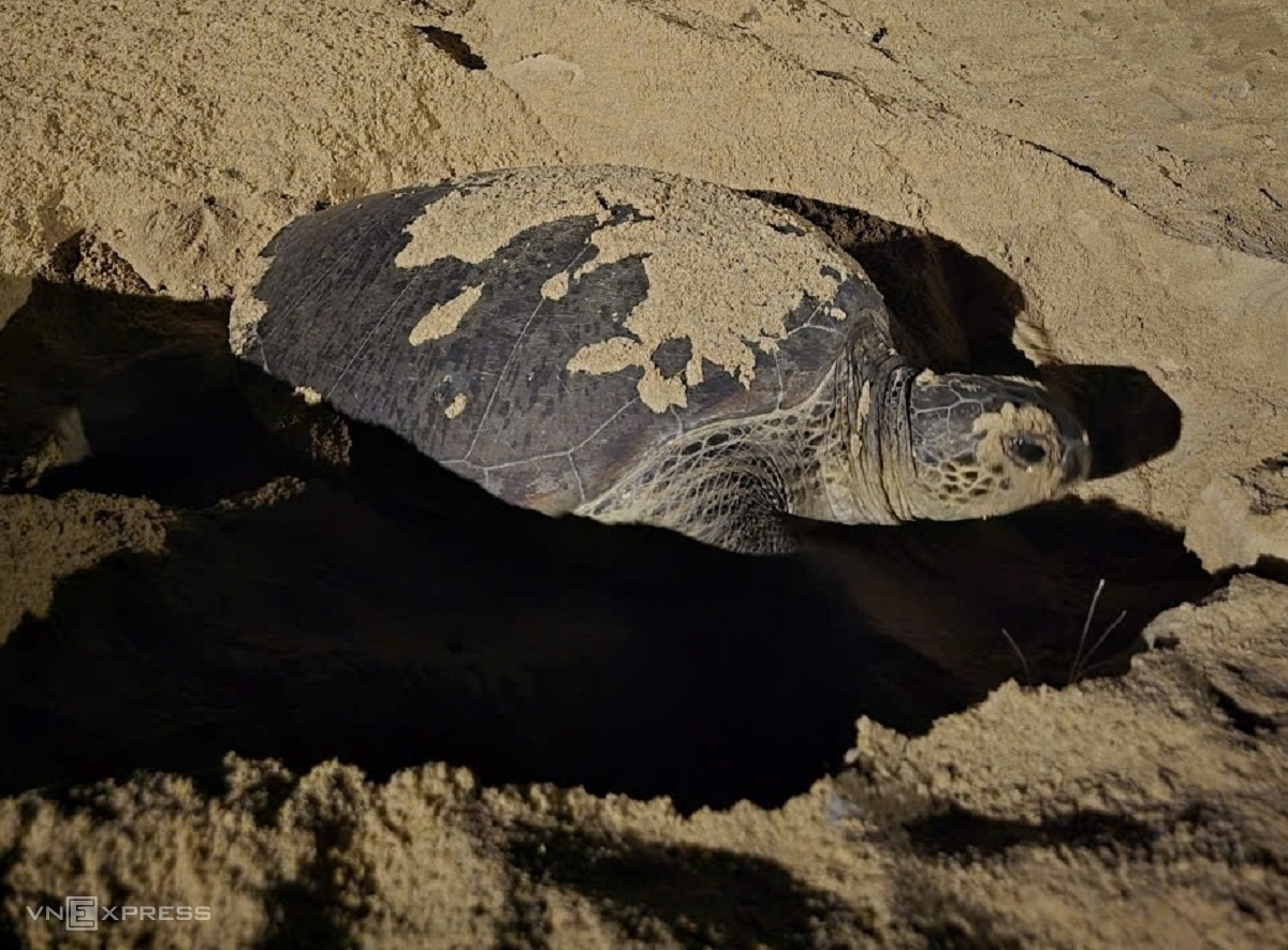 Rùa đẻ trên bãi cát Nhơn Hải. Ảnh: Xuân Sáng