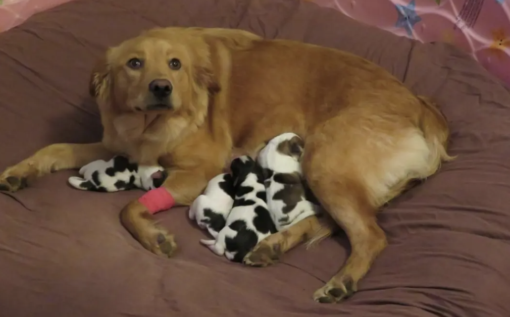 Hình ảnh chó mẹ và đàn chó con được dùng để truy vấn. Ảnh: Reddit/BeAma