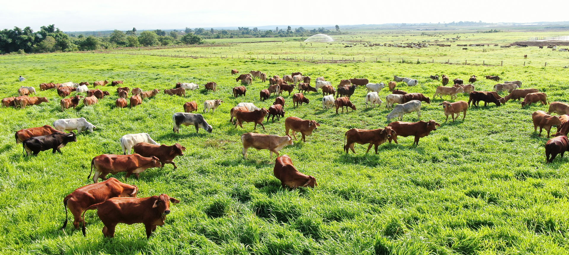 Một góc trang trại bò của Thagrico. Ảnh: Thaco
