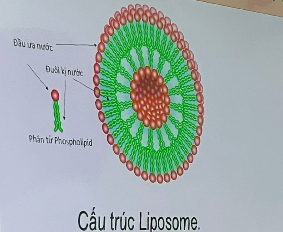 Mô hình cấu trúc của hạt nano liposome của nhóm nghiên cứu. Ảnh: Hà An