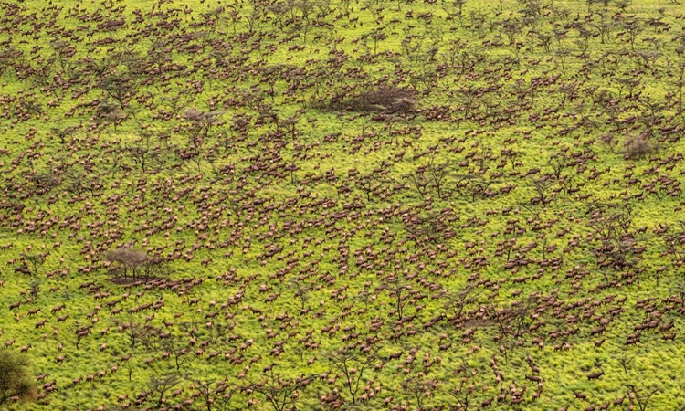 Đàn linh dương tiang trên đường di cư. Ảnh: Marcus Westberg/African Parks