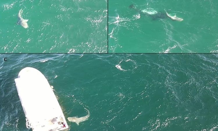 Cá mập bò bị cá voi sát thủ rượt đuổi tìm cách trốn dưới thuyền. Ảnh: Frontiers In Marine Science
