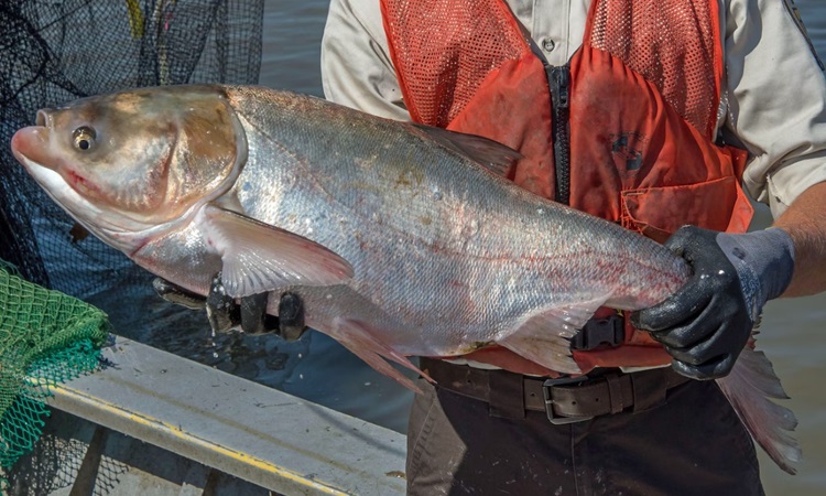 Cá mè trắng đang gây rối loạn hệ sinh thái bang Tennessee. Ảnh: AOL