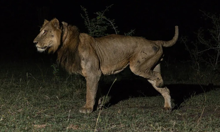 Sư tử Jacob mất một chân do mắc bẫy của thợ săn trộm. Ảnh: Alex Braczkowski