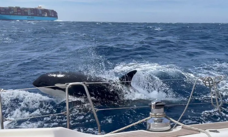 Cá voi sát thủ tiếp cận du thuyền ở eo biển Gibraltar. Ảnh: Telegraph