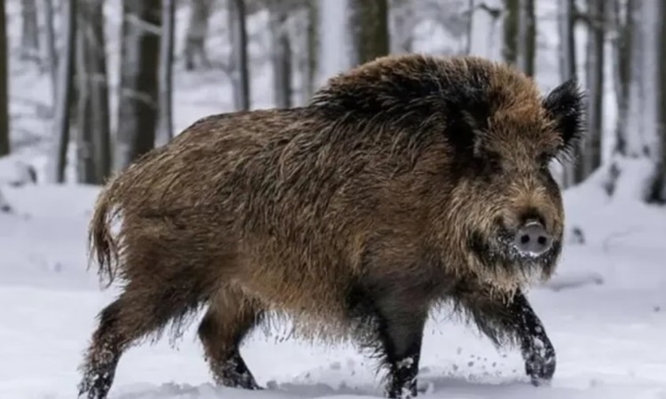 Siêu lợn hoang Canada có khả năng chịu lạnh tốt. Ảnh: Houston Herald