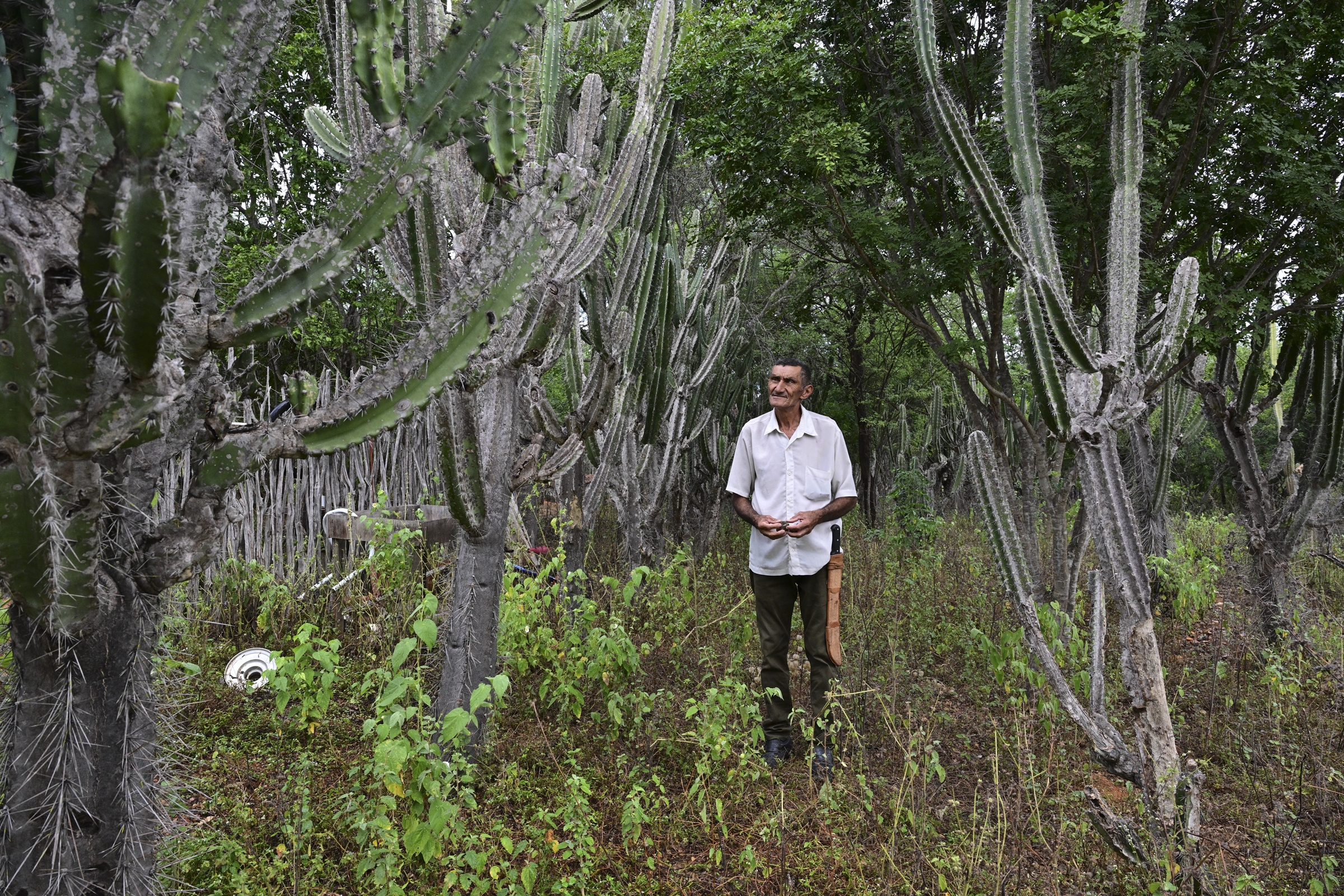 Ông Nascimento đi giữa đồn điền trồng xương rồng mandacaru ở Serra da Canabrava, bang Bahia, ngày 12/6. Ảnh: AFP