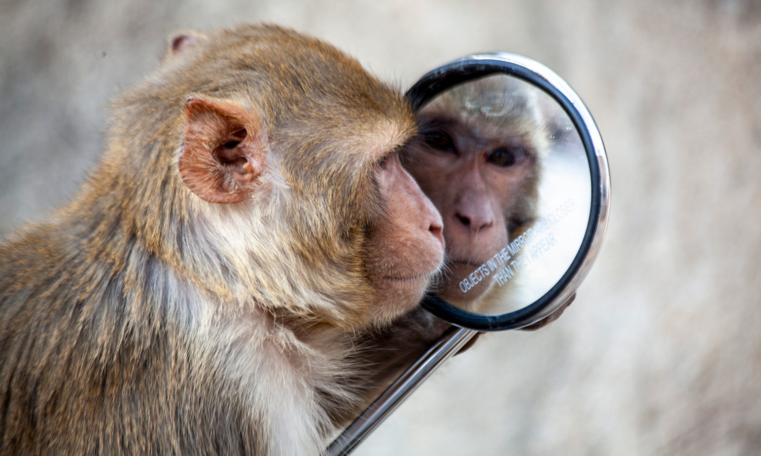 Một con khỉ đang nhìn vào gương tại khu đền ở Jaipur, Ấn Độ. Ảnh: Ayse Topbas