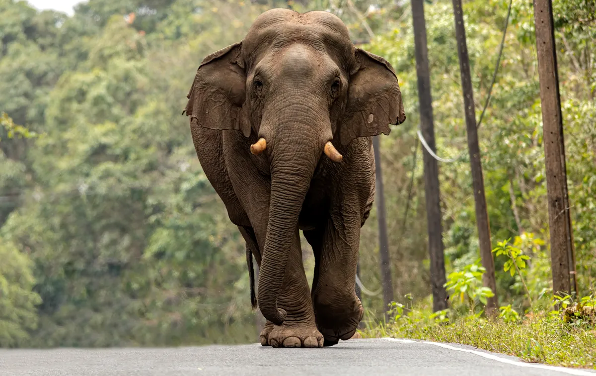 Một con voi châu Á (Elephas maximus) đã vượt qua bài kiểm tra gương theo một nghiên cứu năm 2006. Ảnh: chuchart duangdaw